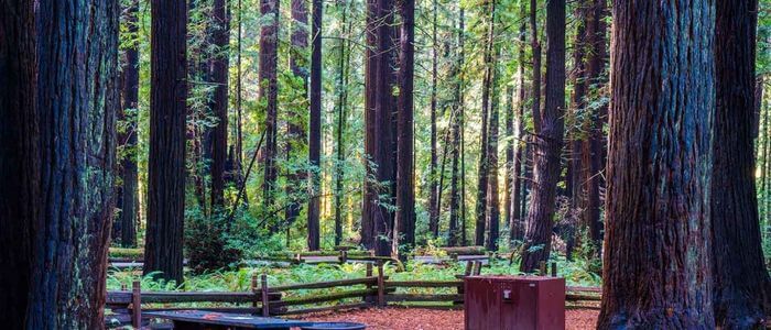 Burlington Campground, Humboldt Redwoods State Park