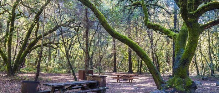 Graham Hill Campground, Henry Cowell Redwoods State Park.